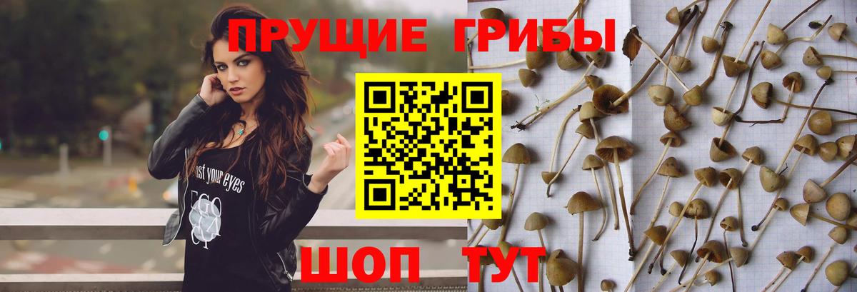 Галлюциногенные грибы Cubensis Кушва
